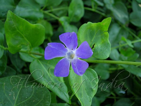 Lesser Periwinkle